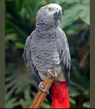 cute Gabonese gray parrot for sale