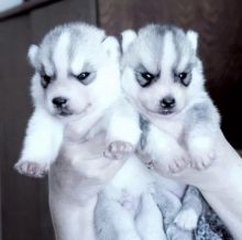 Siberian husky puppies available fo free adoption