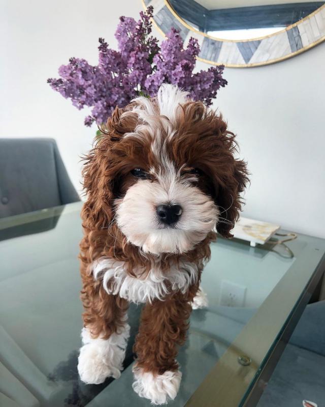 Cavapoo puppies for free adoption Image eClassifieds4u