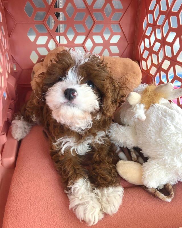 German Shepherd puppies for adoption Image eClassifieds4u