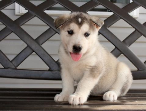 🟥🍁🟥 C.K.C MALE 🐶 FEMALE 🐶 ALASKAN MALAMUTE PUPPIES $650 🟥🍁🟥 Image eClassifieds4u