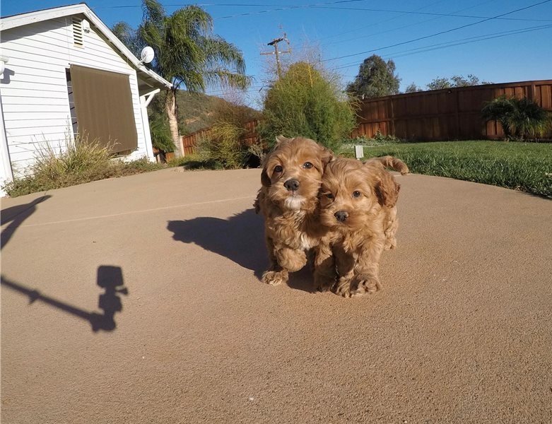 GoldenDoodle / GoldenDoodle Puppies Image eClassifieds4u