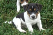 Jack Russell Terrier puppies