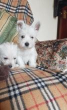 West Highland Terrier Puppies for adoption