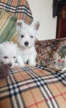 Westie Terrier puppies ( Purebred West Highland Terrier Puppies )