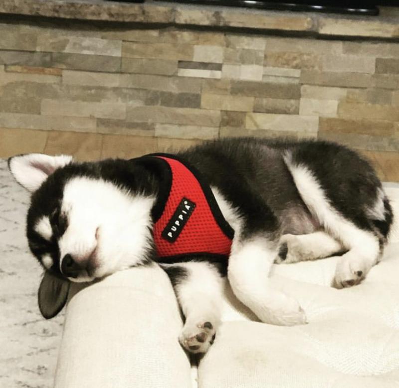 Alaskan Klee Kai Puppies on set now 🐾🐾 Image eClassifieds4u