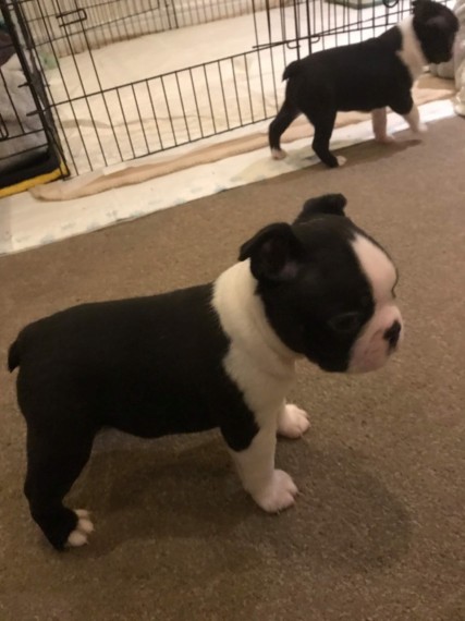 Boston Terrier Puppies for adoption Image eClassifieds4u