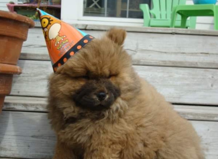 Chow Chow Pups on set Image eClassifieds4u