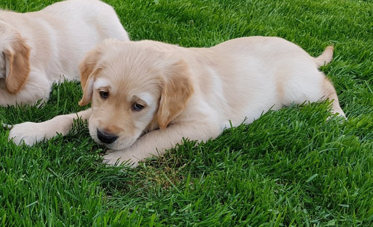 GOLDEN RETRIEVER PUPPIES FOR ADPTION Image eClassifieds4u