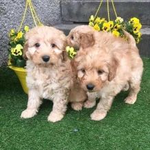 🟥🍁🟥 ANGELIC 🐶 2023 🐶 CAVAPOO PUPPIES $650 🟥🍁🟥 Image eClassifieds4u 2