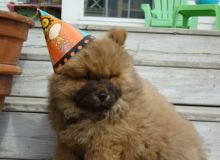 Chow Chow Pups on set Image eClassifieds4U