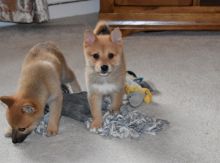 Pomsky Puppies for adoption Image eClassifieds4U