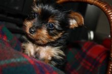 Yorkie puppies for Yorkie lovers Image eClassifieds4U