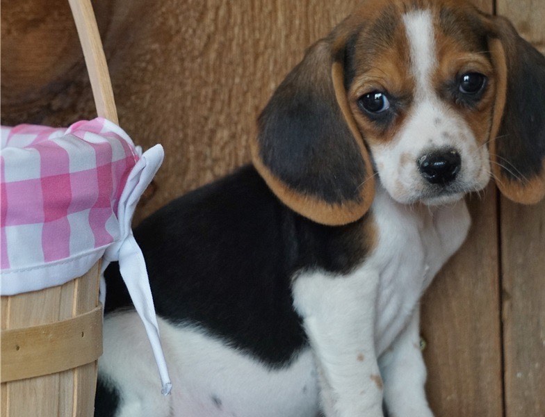 Tri-colour of Beagle Puppies for great homes 🐕‍🦺 Image eClassifieds4u