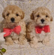 Maltipoo puppies available for Adoption