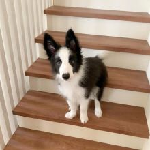 Smart Border Collie puppies Ready 💕Delivery Available🌎