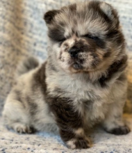 Top Quality Chow Chow Puppies Two Merle Females