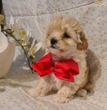 Maltipoo puppies available for Adoption Image eClassifieds4u 2
