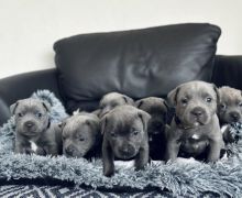 Staffordshire bull terrier near me Image eClassifieds4u 2