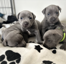 Staffordshire bull terrier near me Image eClassifieds4u 3