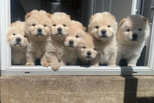 Top Quality Chow Chow Puppies Two Merle Females Image eClassifieds4u 3