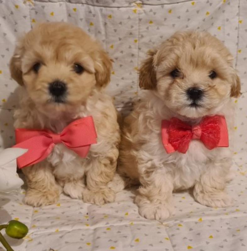 Maltipoo puppies available for Adoption Image eClassifieds4u