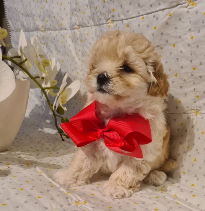 Maltipoo puppies available for Adoption Image eClassifieds4u