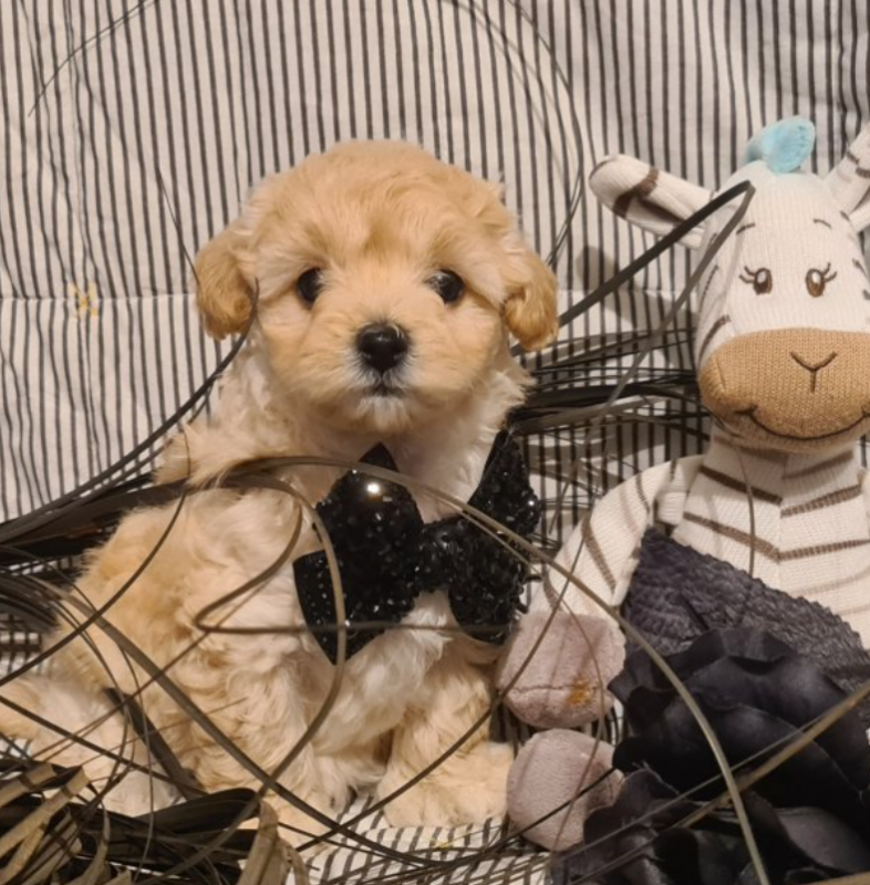 Maltipoo puppies available for Adoption Image eClassifieds4u