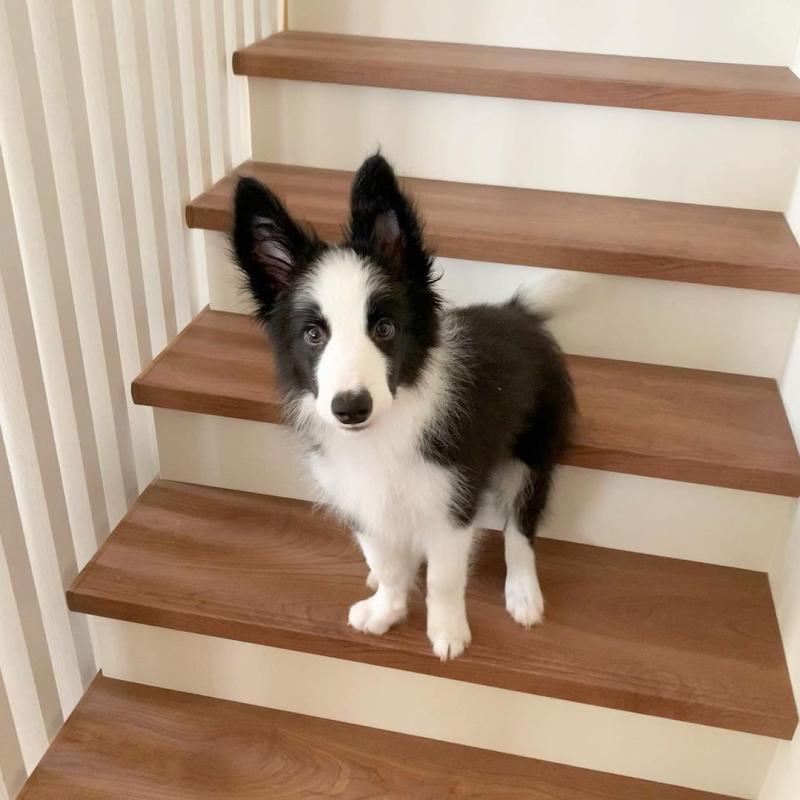 Smart Border Collie puppies Ready 💕Delivery Available🌎 Image eClassifieds4u
