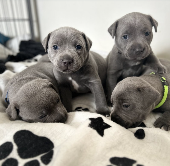 Staffordshire bull terrier near me Image eClassifieds4u