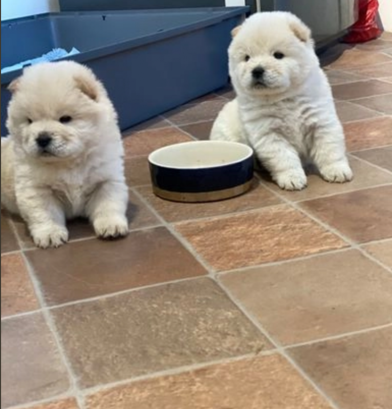 Top Quality Chow Chow Puppies Two Merle Females Image eClassifieds4u
