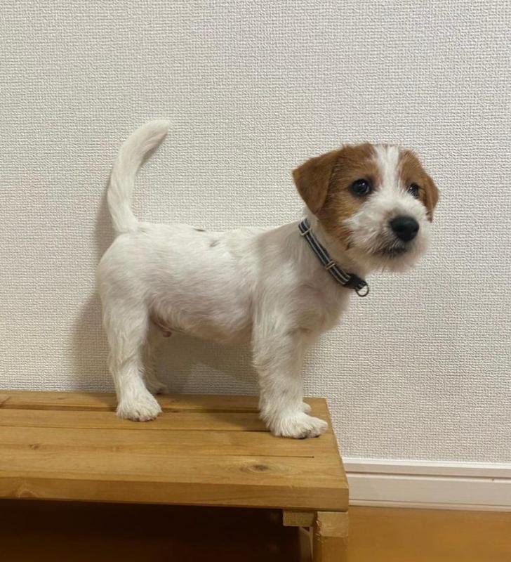 Beautiful Jack Russell puppies for adoption Image eClassifieds4u