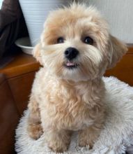 MALE AND FEMALE MALTIPOO PUPPIES FOR ADOPTION