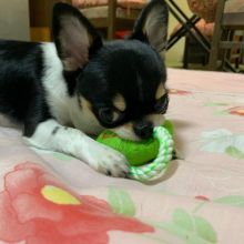 A Cute Chihuahua puppy for adoption (christianjeck213@gmail.com)