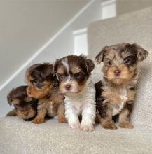 Beautiful yorkie puppies for adoption
