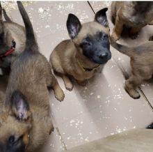 Belgian malinois puppies available for free adoption at (simard19853@gmail.com)