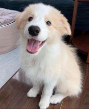Border Collie PUPPIES FOR ADOPTION