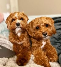 Cavapoo puppies available for adoption.