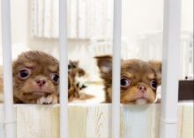 Chihuahua For Free Adoption