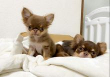 chihuahua Puppies For Adoption