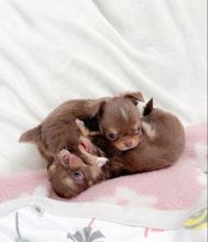 chihuahua Puppies Ready For Adoption