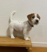 Cute jack Russell Puppies for Adoption