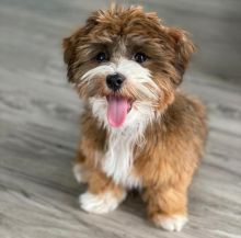 Havanese puppies for adoption