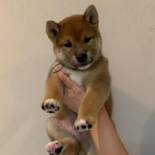 Healthy Male and Female SHIBA INU Puppies Available For Adoption (rebecajohnson249@gmail.com)