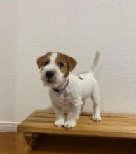 Jack Russell puppies available for adoption