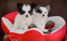 Male and Female Papillon puppies available