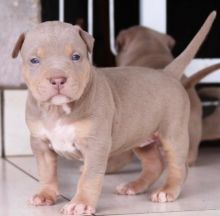 MALE AND FEMALE PITBULL PUPPIES FOR ADOPTION