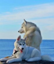 MALE AND FEMALE SIBERIAN HUSKY PUPPIES FOR ADOPTION