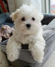 Maltese puppies looking for loving home