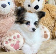 Papillon puppies for adoption